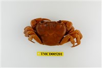 藏品(拉氏清溪蟹)的圖片